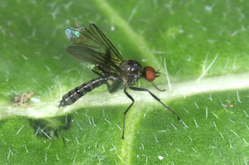 Hybos culiciformis